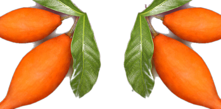 Ibogaine